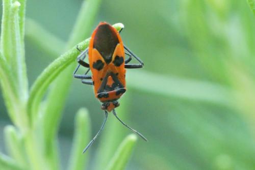 Corizus hyoscyami hyoscyami